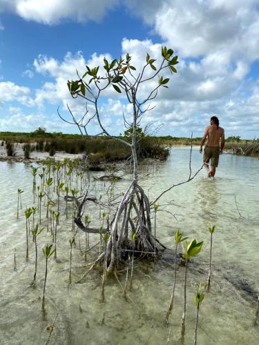 a man walking in the water next to a tree at Villas Ecotucan in Bacalar