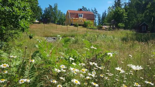a field of flowers with a house in the background at Solhem in Älmeboda