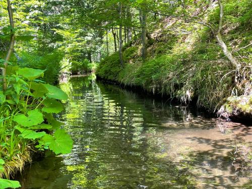 a river in a wooded area with trees at Apartmány MAX in Vaclavov u Bruntalu