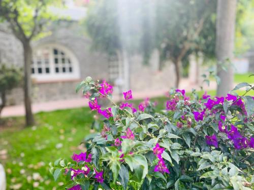 a bush of purple flowers in a yard at Villa Cycas in Ischia