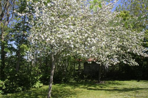 a tree with white flowers on it in a yard at Countryside Eco Natuurhuisjes in Ee
