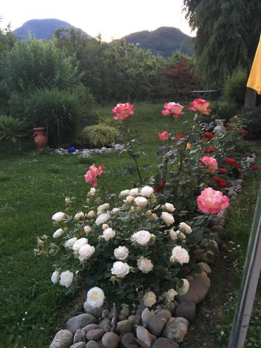 a flower garden with pink and white roses at Garni Rebhof in Nalles