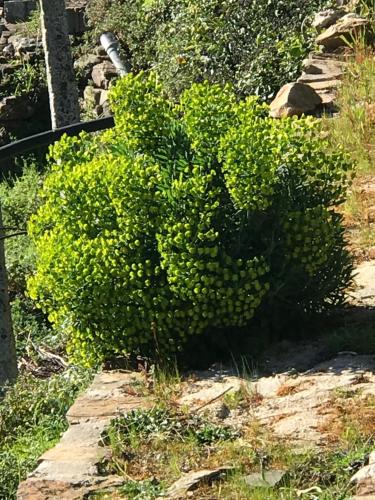 Κήπος έξω από το O refugio do Mineiro