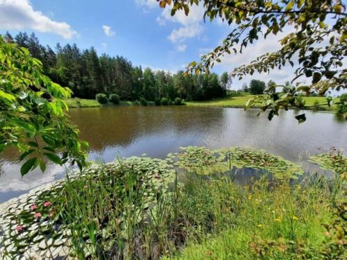 a view of a lake with trees in the background at Domek letniskowy Rancho do wynajęcia 7osobowy Rybaczówka in Banie Mazurskie