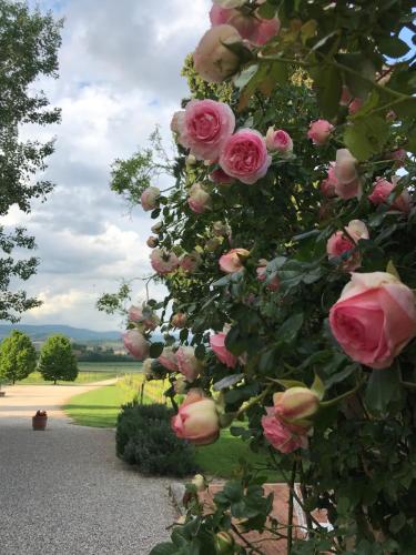Ein Haufen rosa Rosen auf einem Busch in der Unterkunft Domus Cariana in San Pietro in Cariano