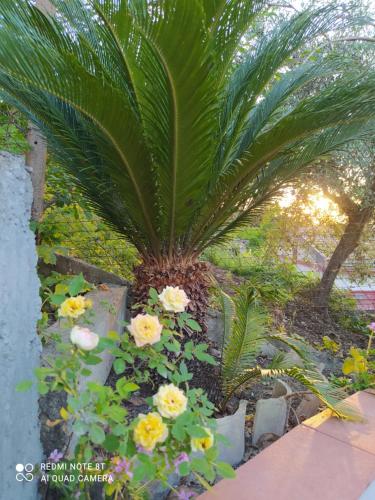 a palm tree and flowers in a garden at B&B Troisi in Racalmuto