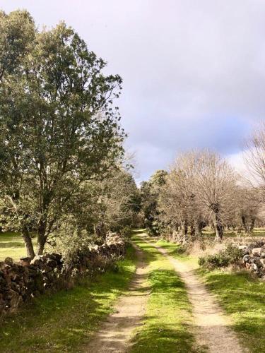 a dirt road with trees on the side of a field at El pajar de abajo - Pedraza - in La Alameda