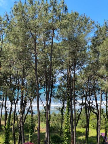 a group of trees with the ocean in the background at Buxus Hotel Shekvetili in Shekvetili