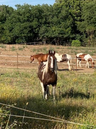 Gallery image of Agriturismo La Fontanella & Glamping in Suvereto
