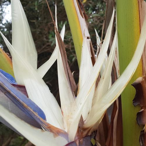 a close up of the leaves of a agave plant at Riad-villa Agadir-Taroudant in Sidi Boumoussa