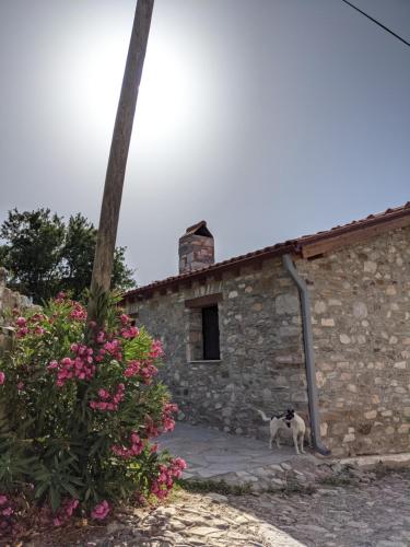 Fotografie z fotogalerie ubytování Bahab Guest House v destinaci Doğanbey