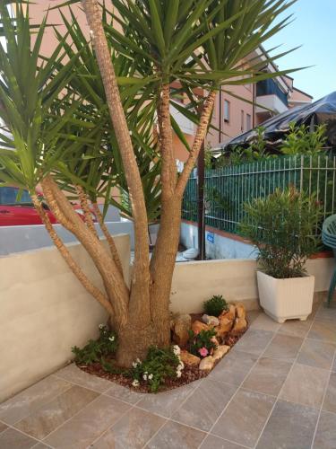 een palmboom in een bloembed naast een muur bij IL QUADRIFOGLIO Mare e Relax in Tortoreto Lido