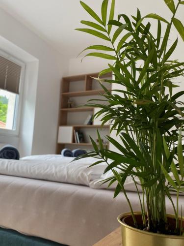 ドゥシュニキ・ズドルイにあるAPARTAMENTY ZDROJOWA 9の鉢植え