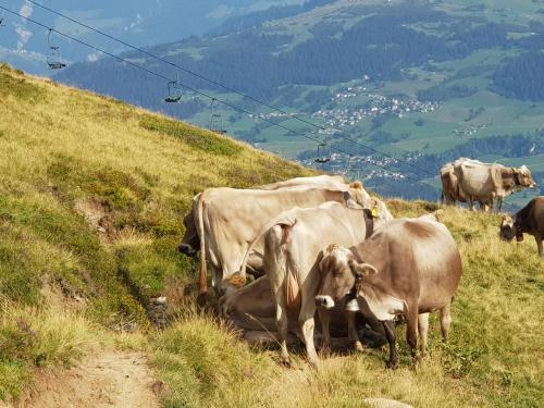 a group of cows grazing on a grassy hill at Boutique-Hotel Vincenz in Brigels