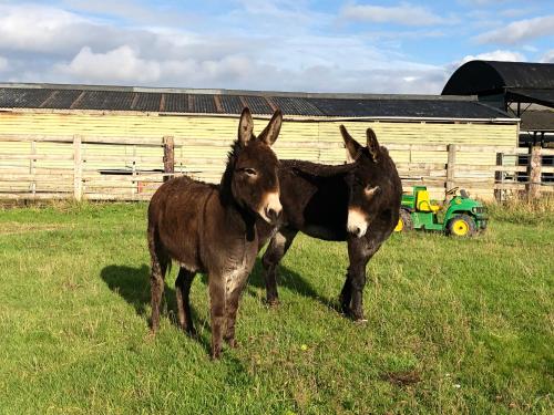 two donkeys standing next to each other in a field at Rew Farm Country & Equestrian Accommodation - Sunrise Lodge in Melksham