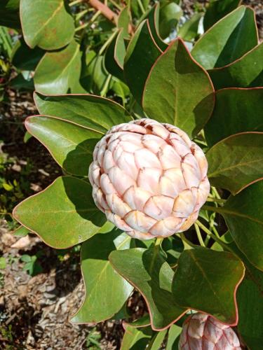 a pink flower on a plant with green leaves at Le Rocher du Samoyède in Dirinon