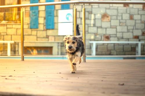 a dog walking on a wooden floor near a pool at Luxury Villa Karteros in Karteros