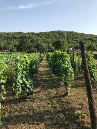 a row of green vines in a field at Milovan in Cetinje