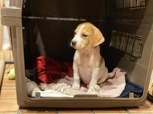 un perro sentado en una manta en un horno en Hotel Haabesu Okinawa, en Urazoe