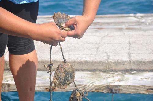 a person holding a dead bird in their hands at La Perle Tahaa in Tapu' amu