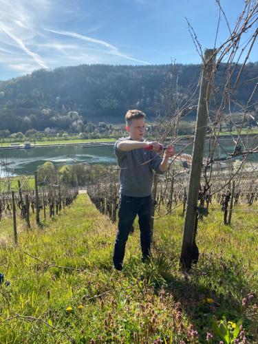 a young man standing next to a vineyard at Landgasthof Zur Sonne in Enkirch