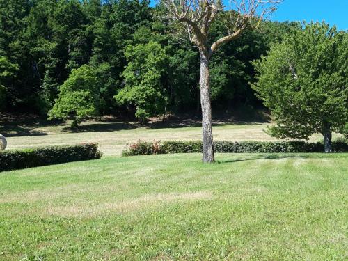 a tree in the middle of a grass field at Castellare in Chiusdino