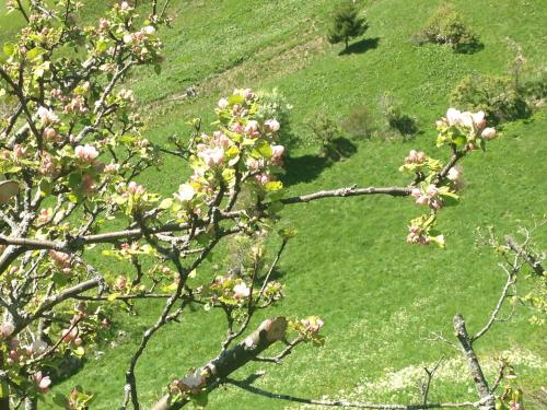 a tree with pink flowers on it in a field at Ögghof 222 in Kaunertal