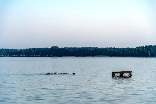 a bench in the middle of a large lake at Sonyachni bungalo in Melʼniki