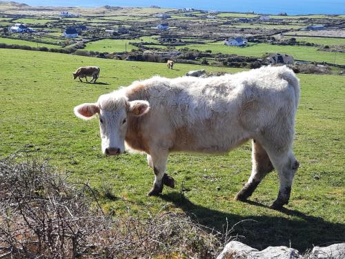 Gallery image of Island View Bed and Breakfast in Doolin