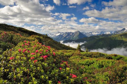 a view of a mountain valley with pink flowers at BRUGGER ApartHotel in Mayrhofen