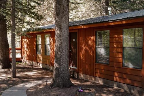 a cabin in the woods with a tree at Circle K Ranch in Rico
