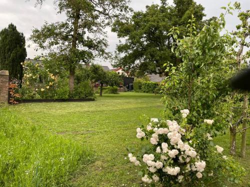 un jardin avec des roses blanches dans l'herbe dans l'établissement B&B 't Pakhuis, à Meteren