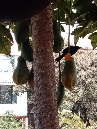 a bunch of green papaya hanging from a tree at Posada Peregrinus in Lima
