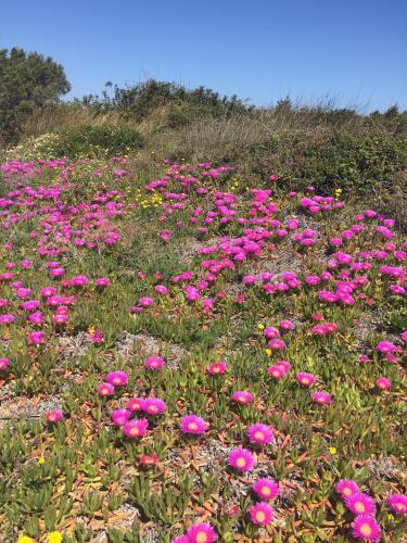 a field of pink flowers in the grass at La Striscia Larga in San Pasquale