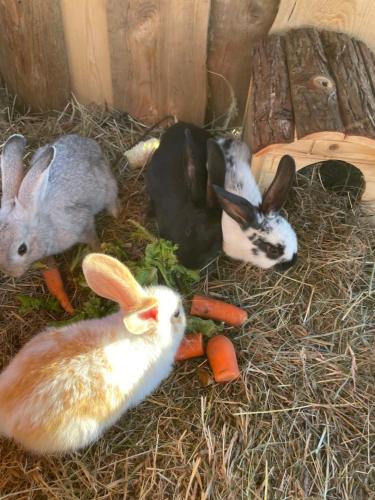 a group of rabbits eating carrots in a barn at Boutique Glamping Divja DiVine in Zgornja Korena