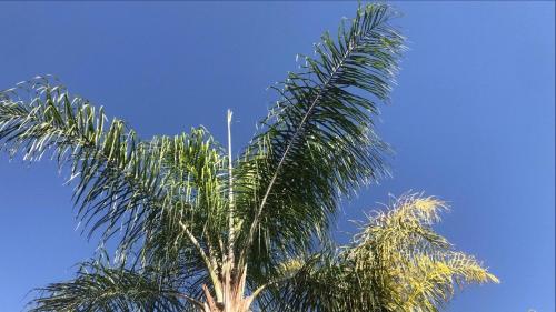 a palm tree in front of a blue sky at Appartements Marrakech Garden in Marrakesh