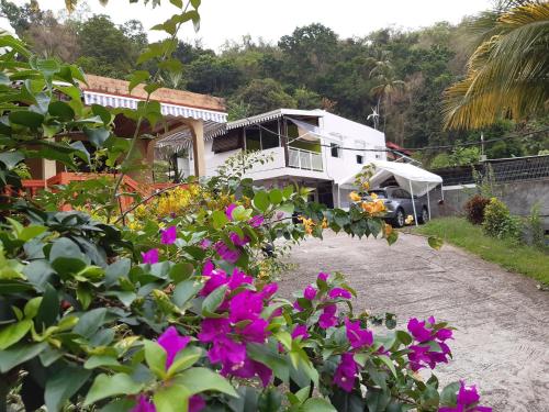 a house with purple flowers in front of it at La Poulette amazonienne in La Mauny