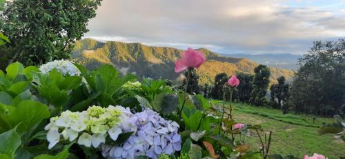 a group of flowers in front of a mountain at Maa Anand Mayee Guest House in Panuānaula