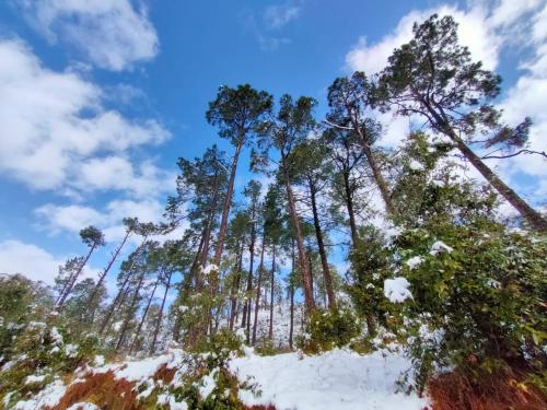 a group of tall trees in the snow at Maa Anand Mayee Guest House in Panuānaula