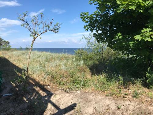 a tree in a field with the ocean in the background at Apartamenty i Domki WyDmy Międzywodzie in Międzywodzie