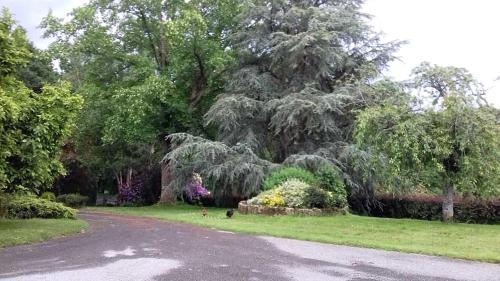 a large tree in the middle of a yard at B&B La Gautraie in Carret