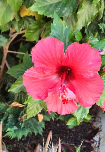 a pink flower on a bush with green leaves at Koukouri Suites in Areopolis