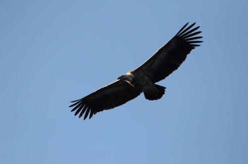 a bird flying in the sky at Stone House Rosuja in Ivanje