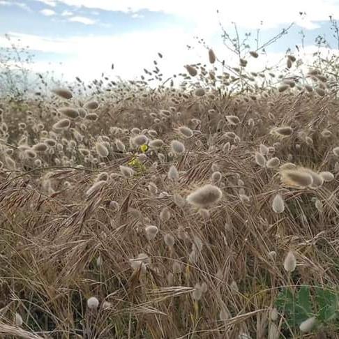 a field of tall grass with white flowers in it at Dépendance Spacieuse & Cosy Entre et Mer avec Spa in Landéda
