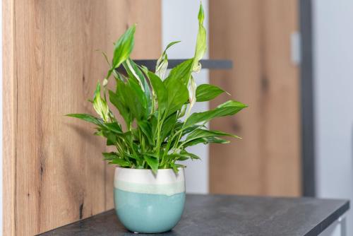 a green plant in a blue vase on a table at Arany Apartman Miskolc in Miskolc