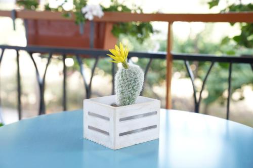 a small cactus in a white box on a table at Vesuvius' Lovely Inn in Ercolano