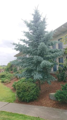 Un jardín fuera de Cocusa Motel