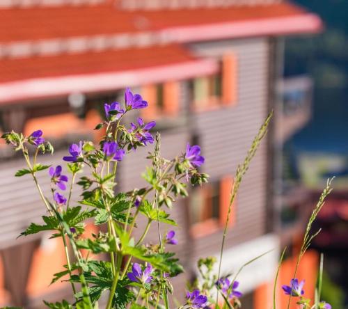 a purple flower in front of a house at Åre Travel - Tottbacken in Åre