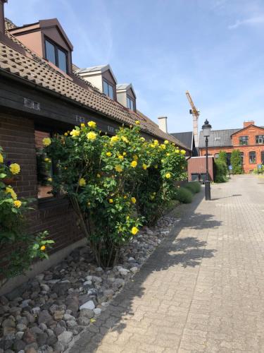 un arbusto con flores amarillas al lado de un edificio en En trappa upp, en Malmö