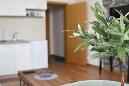 uma planta sentada numa mesa numa sala de estar em Millenium apartment em Sokobanja